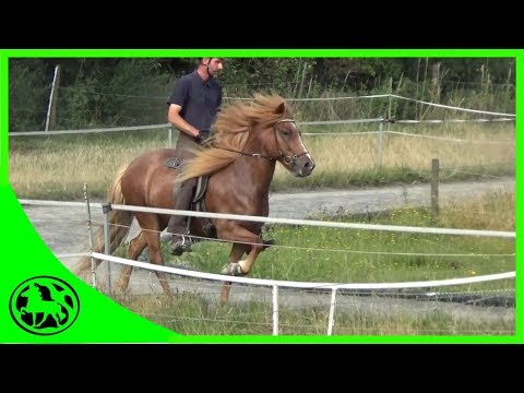 Video: Islandpferde-Pferderasse Hypoallergen, Gesundheit Und Lebensdauer