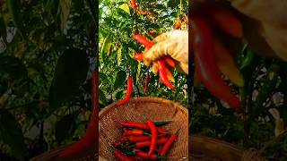 ​The One Secret Chili Commercial Growers Hide From You 🌶️😱#shorts