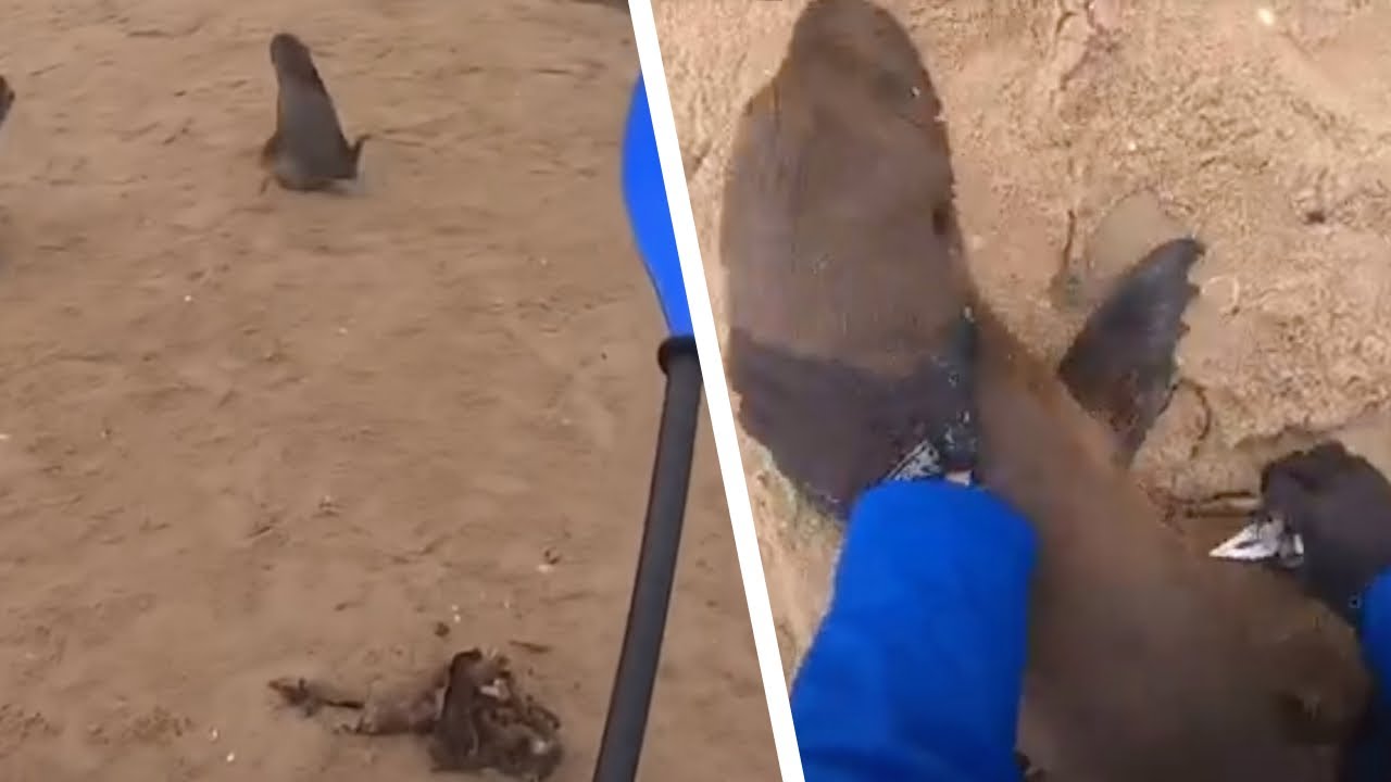 L'uomo si inginocchia sulla piccola foca. Appena l'animale si contorce, capisce subito il problema!