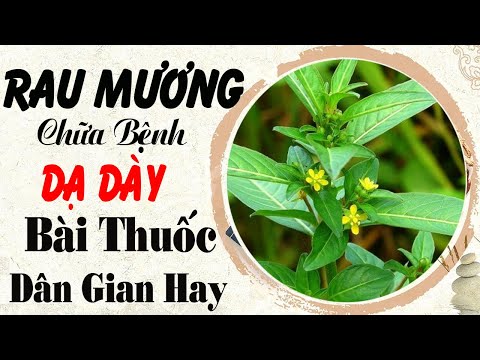 Video Bí quyết chữa bệnh dạ dày nhờ cây rau mương không phải... - youtube