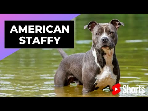 Video: Noul tip de câine de modă trăiește americanii Staffordshire Terrier Go Nuts For