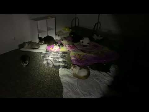 Video: Over 30 Days in a Basement (4)