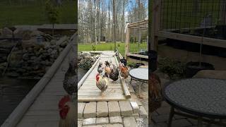 Good Afternoon from the Chickie Dudes ☀️ Free Range Day