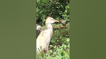 #القرآن_الكريم #الجزائر #تلاوة #المغرب #السعودية #محمد_الفقيه #اكسبلور #الجيلي #القرآن