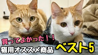 もっと早く買えば良かった猫用オススメグッズベスト5！