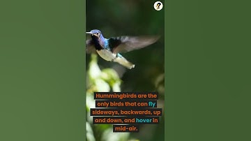 Hummingbirds are the only birds🐦