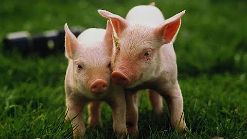 10 Oinking Facts about Pigs 🐖