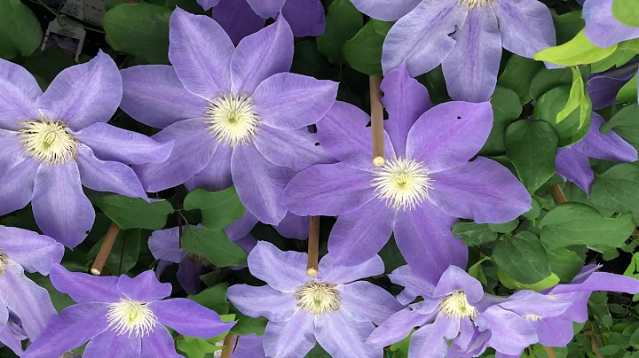 Diana's Delight Clematis | www.gardencrossi...