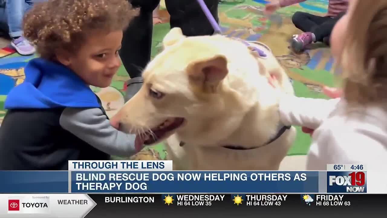 Blind rescue dog helping others as therapy dog - YouTube