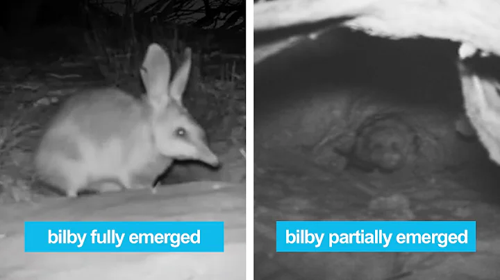 Wild bilbies