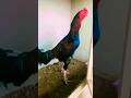 murghu Ka show #swataseels #aseelmurga #roosterfarm #shortvideos #viralvideos #viralvideos #shorts
