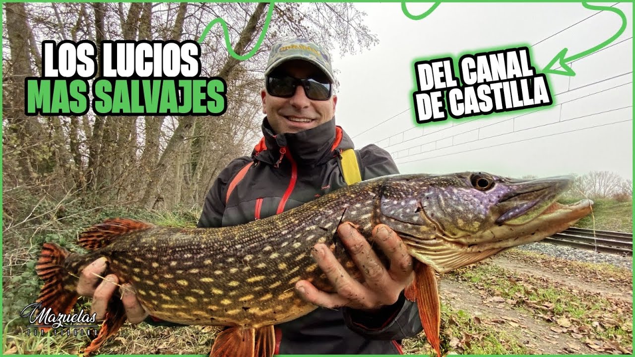 Pescando LUCIOS en la JUNGLA DEL CANAL DE CASTILLA.Mazuelas Fly Fishing.