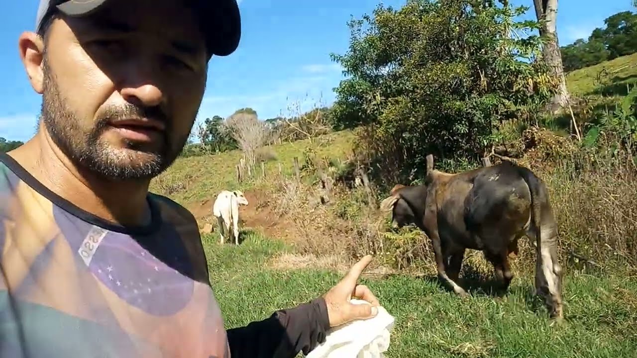 Como ganhar dinheiro com os bezerro das vacas leiteira 