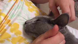 Русские голубые котята 🐱 Питомник Русских Голубых кошек Ruzara Русские голубые котята 🐱 Питомник Русских Голубых кошек Ruzara