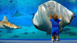 Funny Baby At The Aquarium - Baby Shark Doo Doo | Funny Videos 🐯🐶