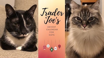 Trader Joe’s Advent Calendar for Cats | Cute Cats | Cat Treats | How to Treat Your Cat!