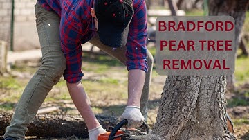 Bradford Pear Tree Removal
