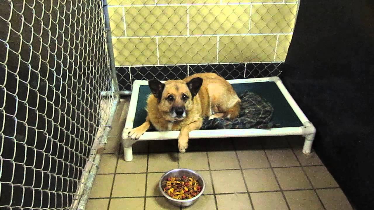 Edie - Mahoning County Dog Pound - Youngstown Ohio - June 16 2014 - YouTube