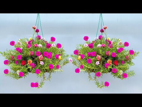 Video: Clock Garden Design - ¿Qué son los Clock Gardens?