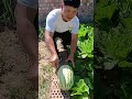 Creative Watermelon Cutting Tricks ✨ | Easy Kitchen Fruit Ideas
