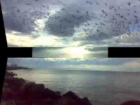 ფოთი-(თეთრი თოლია) Poti -(Tetri Tolia)