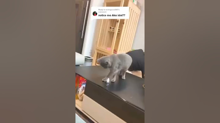 Smart cat 🐱