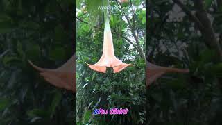 Bila Engkau Sendiri Ance  Pance teks Lirik