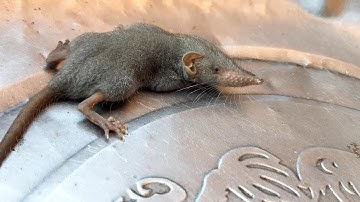 Nhìn Cận Cảnh Con Chuột Xạ Ở Miền Quê ntn ?│Yêu Miền Tây 63