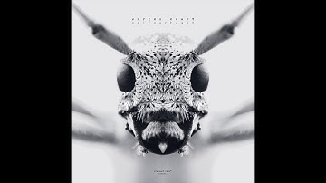 vortex count - plavapaa | selfportrait ep | polygon network [NW0001]