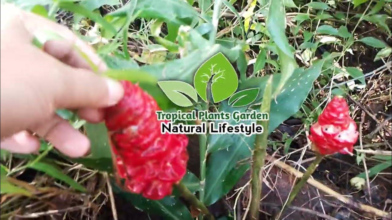 Health benefits of Zingiber zerumbet and how to make it as Powerful