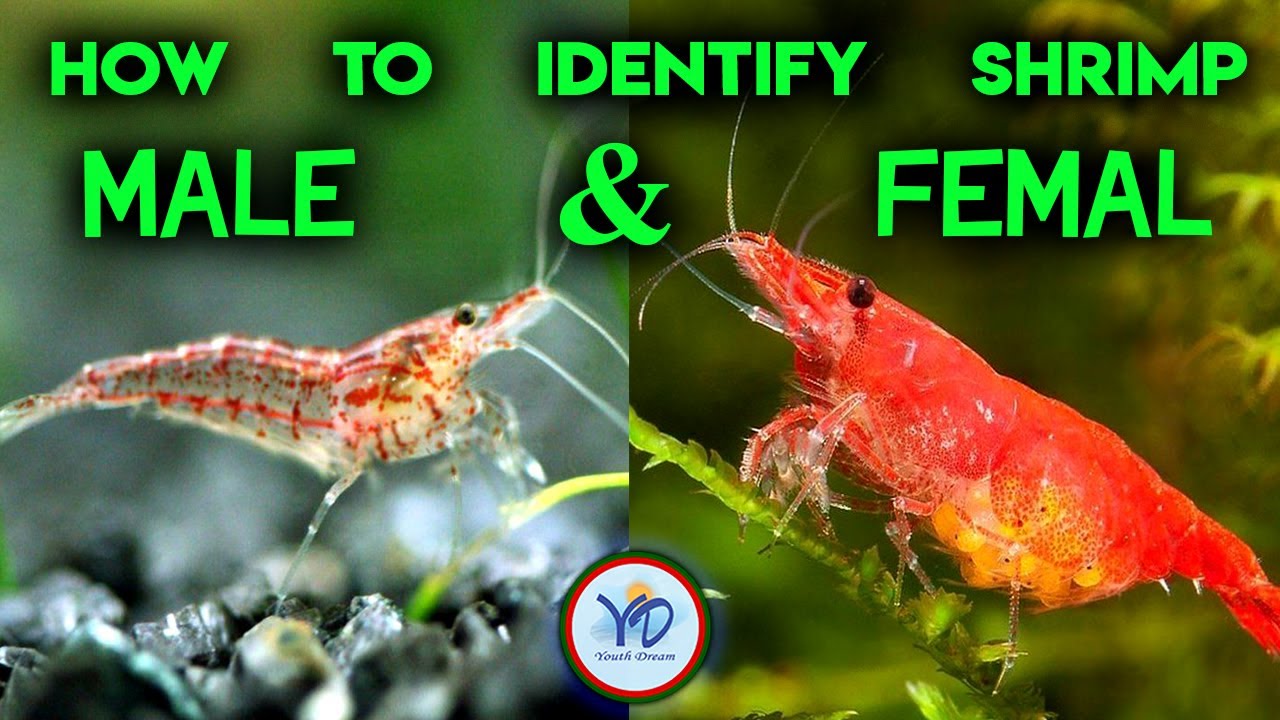 How to identify male & female shrimp শ্রিম্প এর মেল ফিমেল কিভাবে