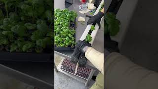 How to Grow Basil | ZipGrow