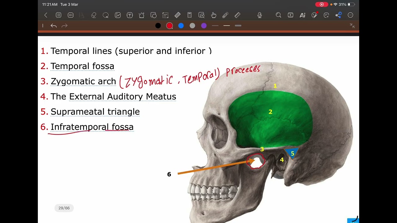 Anatomy lecture 4