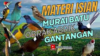 Download Lagu MASTERAN SPESIAL LEDAKAN MURAI BATU 2024 KOMPILASI MEWAH UNTUK MASTERAN MURAI BATU MUDAH DITIRUKAN MP3