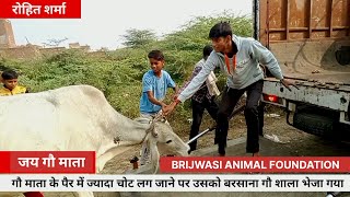घायल गौ माता को गौशाला भेजा गया | Brijwasi Animal Foundation | Cow Rescue In india