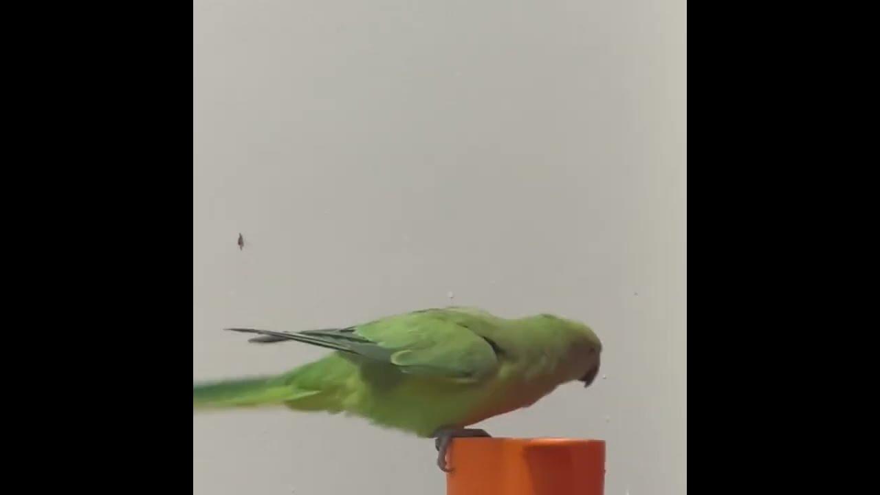 Bath time for Chippy Bird😍👌 - YouTube