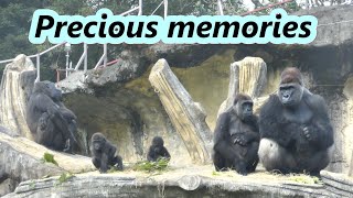 Gorilla D'jeeco family's memories in 2021 / D'jeeco 家族的生活回顧