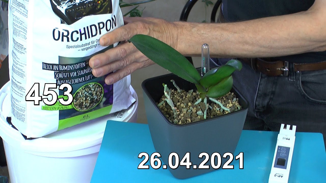 Pflanzen nach dem Umtopfen. Neues Substrat für Orchideen am Start und Dschungel Rundgang