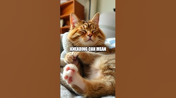 Understanding Cat Communication: Decoding Feline Body Language