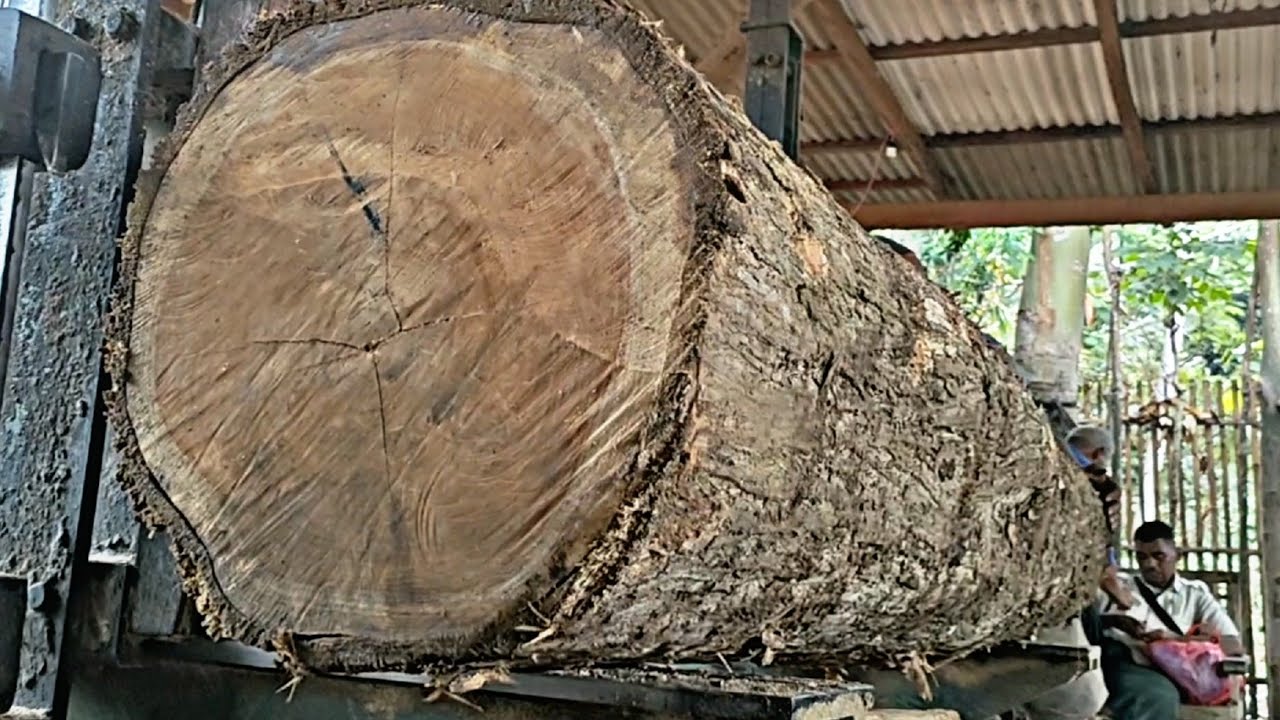 The process of sawing teak wood into blocks and furniture boards worth ...