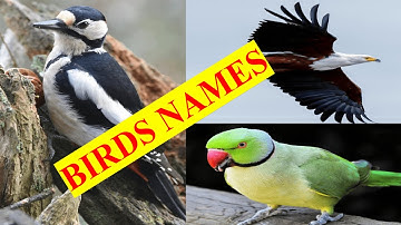 BIRDS Names and Sounds - Learn Bird Species in English