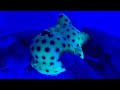 🦖 Adorable neon baby dinosaur • Satisfying water beads squish • Glow in the dark ASMR (no talking)