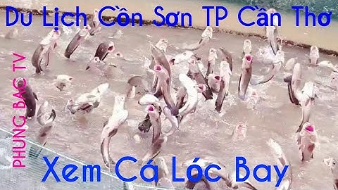 XEM CÁ LÓC BAY Ở CỒN SƠN TP CẦN THƠ /See snakehead fish flying in Son Dunes in Can Tho city #8)