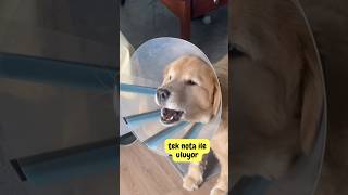 Video Kolaj 2 #köpek #köpekler #dogshorts #dogs #dogcompilation #doglove
