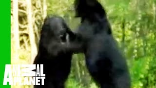 Animal Face-Off: Alligator vs. Black Bear