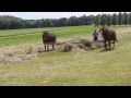 Old-fashioned raking with horses