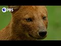 Dhole Pack Coordinates Attack On Deer Dhole Pack Coordinates Attack On Deer