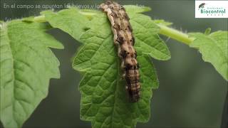 Helicoverpa armigera larva tratado con Helicovex un insecticida biológico