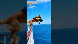 Military Dog Stops a Bomb at Sea! 😱 #shorts #shortsfeed #rescuemission #trend