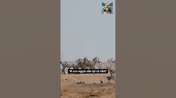 Vì sao Ngựa Vằn lại có sọc #dongvat #10tyvisao #animals